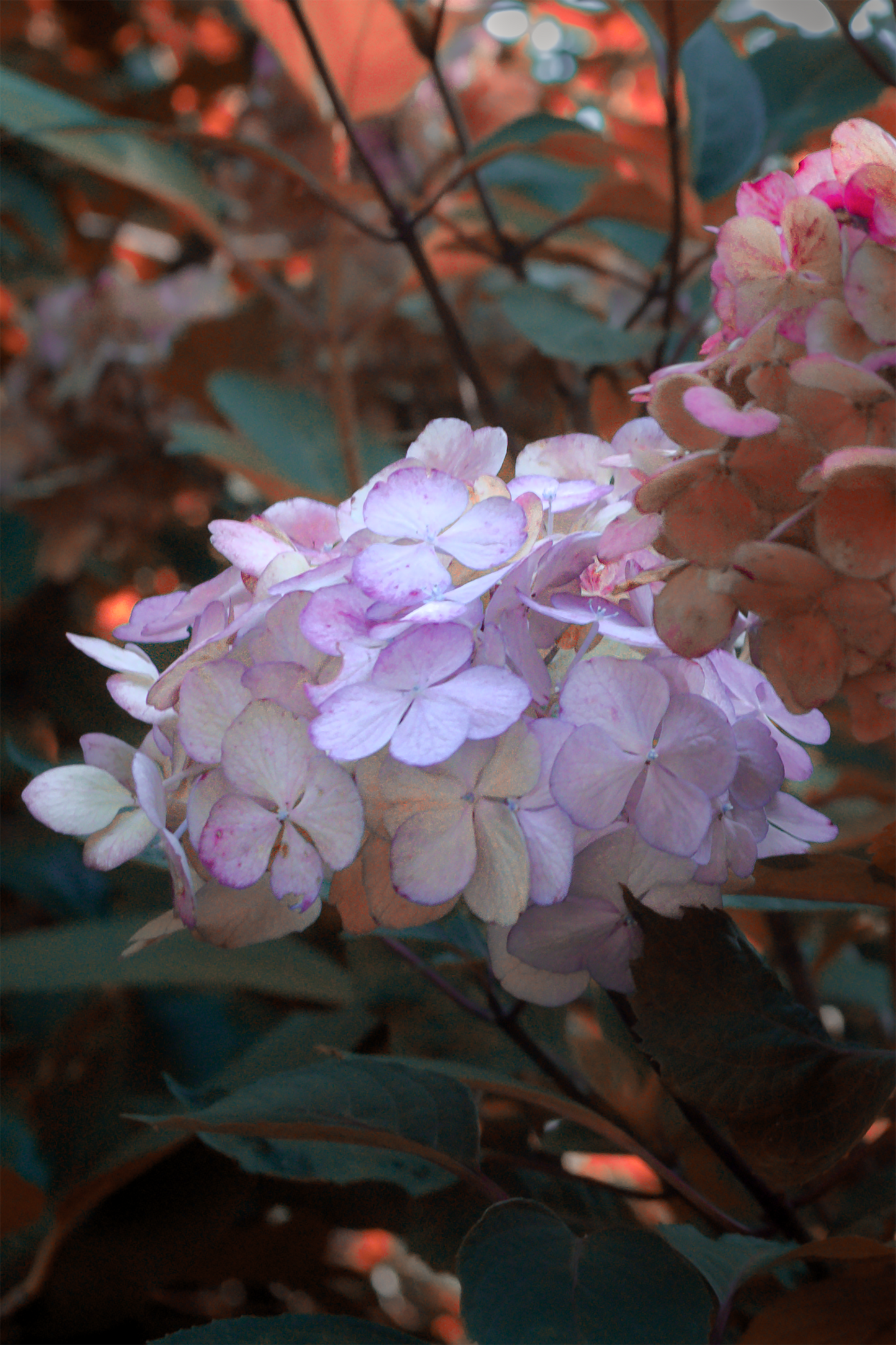 in the flowers of my dreams by Madisyn Simington