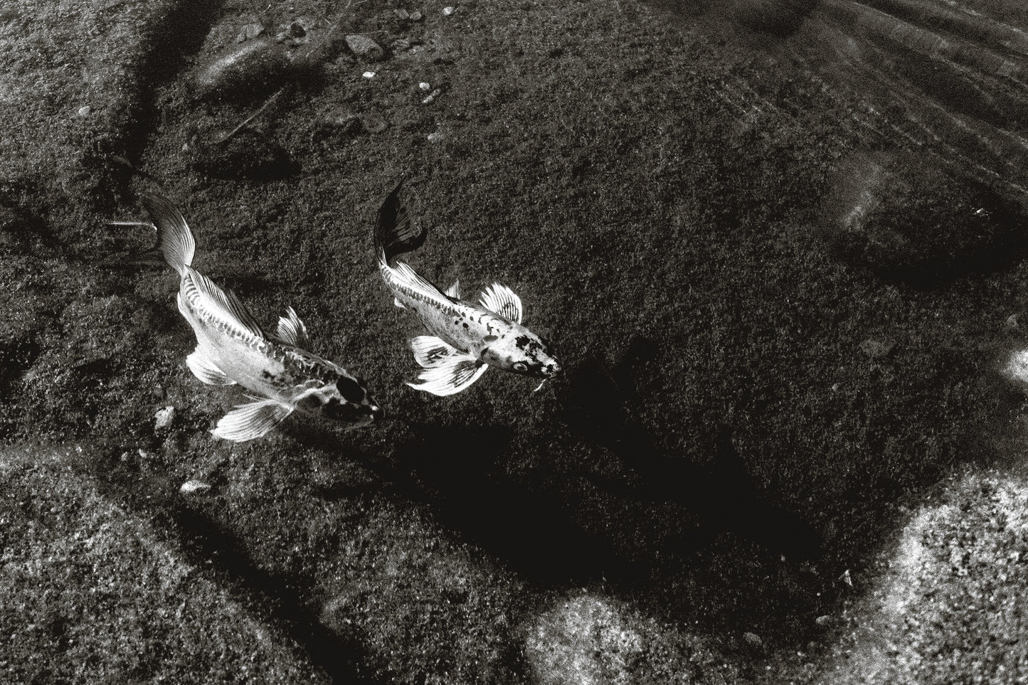 us if we were fish by Madisyn Simington