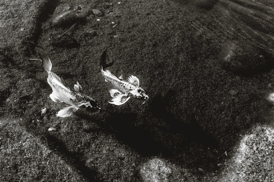 us if we were fish by Madisyn Simington