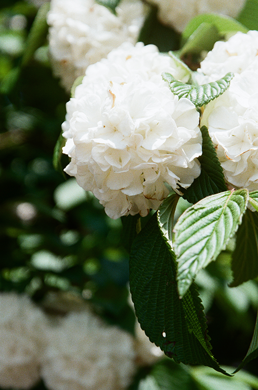 flower by Chris Smith