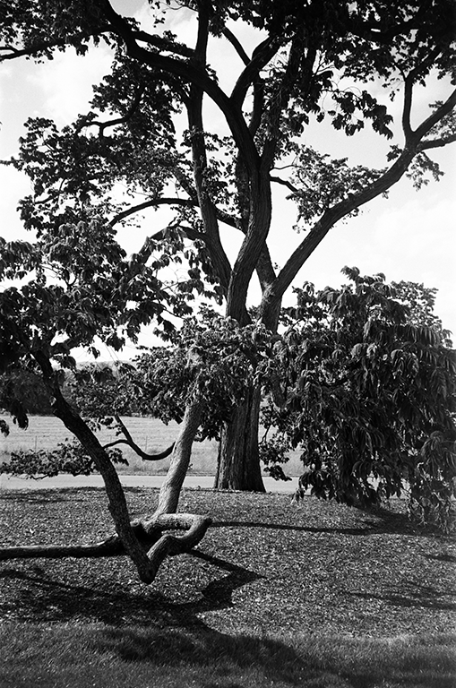 tree by Chris Smith